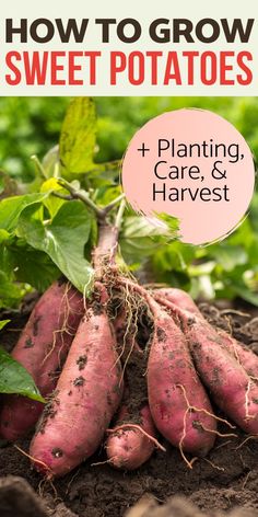 a bunch of sweet potatoes growing in the dirt with text overlay reading how to grow sweet potatoes planting, care & harvest