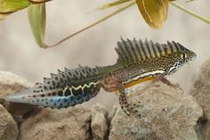 a fish that is sitting on some rocks