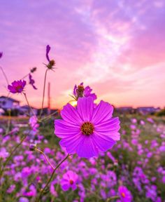 a field full of purple flowers with the sun setting in the background