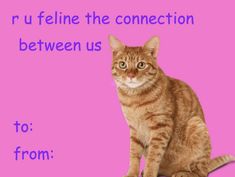 an orange cat sitting on top of a pink background with the words r u feline the connection between us to from