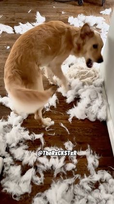 Look! I Redecorated! - RxCKSTxR Comedy Voiceover Dog Haircut, Dog Haircuts, Cute Good Morning Quotes, Funny Dog Memes, Adorable Dogs, Cute Good Morning, Silly Dogs, Comedy Funny Videos, Dog Memes