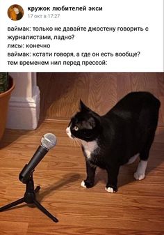 a black and white cat standing next to a microphone