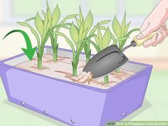 how to grow corn in a pot with pictures