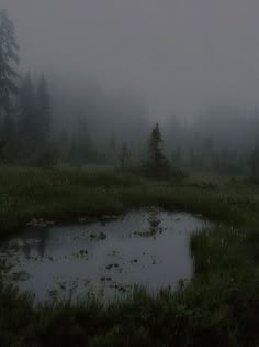 a small pond in the middle of a foggy forest