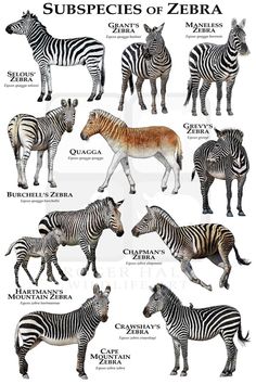 an image of zebras in different sizes and colors