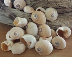 several seashells on a wooden surface next to a piece of driftwood with holes in them