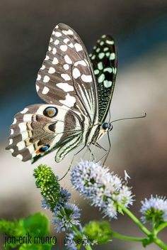 a close up of a butterfly on a flower