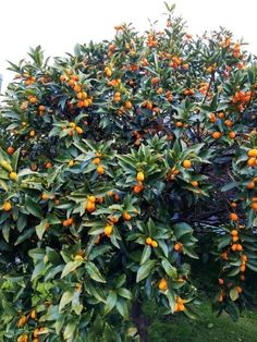 an orange tree with lots of fruit growing on it