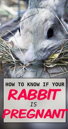 a gray and white cat with the words how to know if your rabbit is pregnant