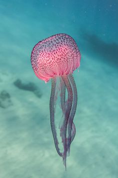 a pink jellyfish swimming in the ocean