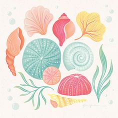 an illustration of seashells and seaweed on a white background