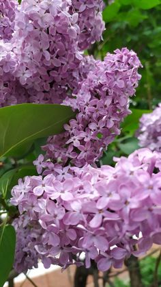 purple lilacs are blooming in the garden