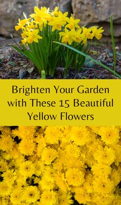 yellow flowers with the words brighten your garden with these 15 beautiful yellow flowers on it