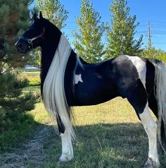 a black and white horse standing in the grass