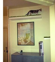 a cat is standing on top of a shelf above a cabinet in a living room