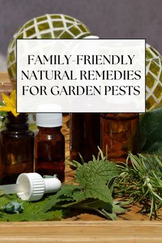 Family-Friendly Natural Remedies for Garden Pests Mealy Bugs, Natural Pesticides, Plant Pests, Insecticidal Soap, Crop Rotation, Neem Oil, Diatomaceous Earth, Beneficial Insects, Garden Pests