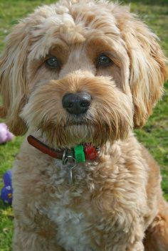 a close up of a small dog on a grass field with toys in the background