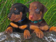 two puppies sitting next to each other on a rock