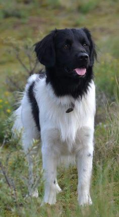 a black and white dog standing in the grass