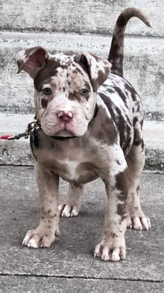 a dog that is standing on some concrete