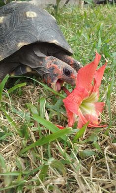 a tortoise eating a flower in the grass