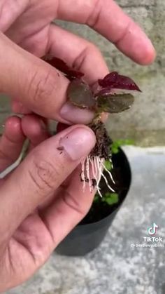 a person holding a small plant in their left hand, with dirt on the ground