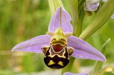 a close up of a flower with purple flowers