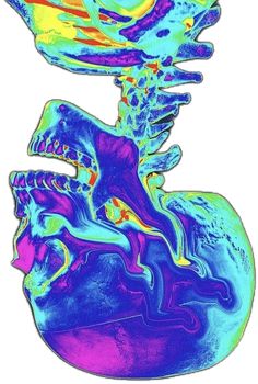 an image of a human head with different colors and patterns on it's body