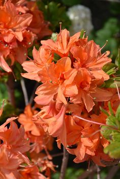 bright orange flowers are blooming in the garden