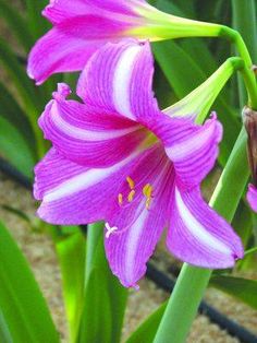 a pink flower is blooming in the garden