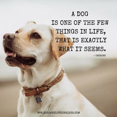 a dog is one of the few things in life that is exactly what it seems