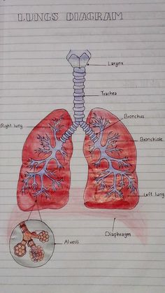 diagram of the lungs with labels on lined paper in front of it and below them