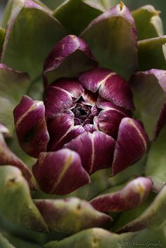 a close up view of a purple flower