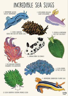 an image of sea slugs with their names