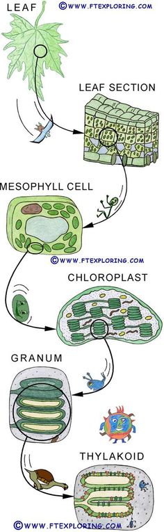 an image of plant cell diagrams