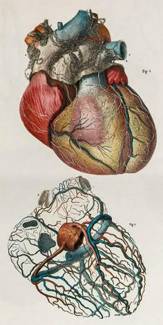 two views of the human heart and their functions