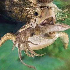 a turtle with its mouth open and it's head in the air above water