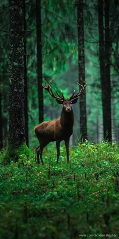 a deer standing in the middle of a forest