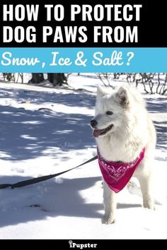 a white dog wearing a pink bandana in the snow with text overlay that reads how to protect dog paws from snow, ice & sale?