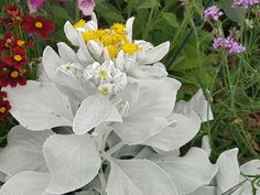 white and yellow flowers are growing in the garden