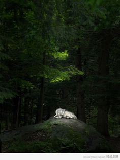 a white dog laying on top of a large rock in the middle of a forest