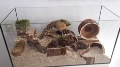 a glass case filled with lots of different types of plants and rocks in it's display