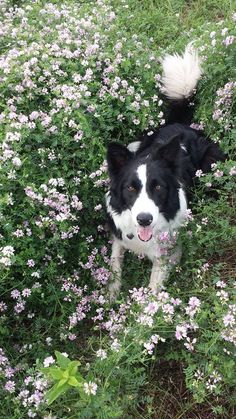 a black and white dog standing in the middle of flowers