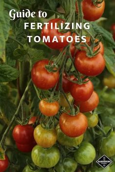 tomatoes growing on the vine with text overlay that reads guide to fertilizing tomatoes