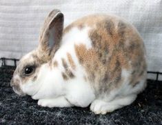 a brown and white rabbit sitting on top of a black floor next to a wall