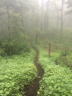 a path in the middle of a lush green forest on a foggy, rainy day