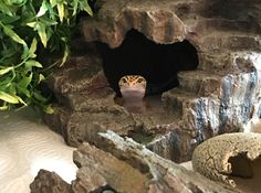 there is a small animal that is in the cave with rocks and plants around it