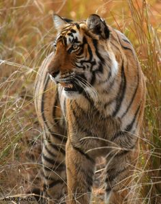 a tiger is walking through the tall grass