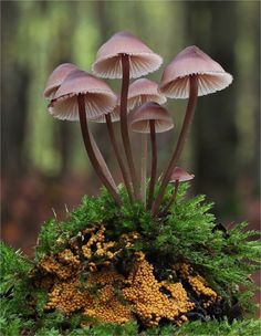 three pink mushrooms are growing out of the mossy ground in front of some trees