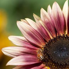 a bee is sitting on the center of a sunflower's blooming petals